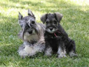 Miniature Schnauzer adult dog and puppy sitting on grass