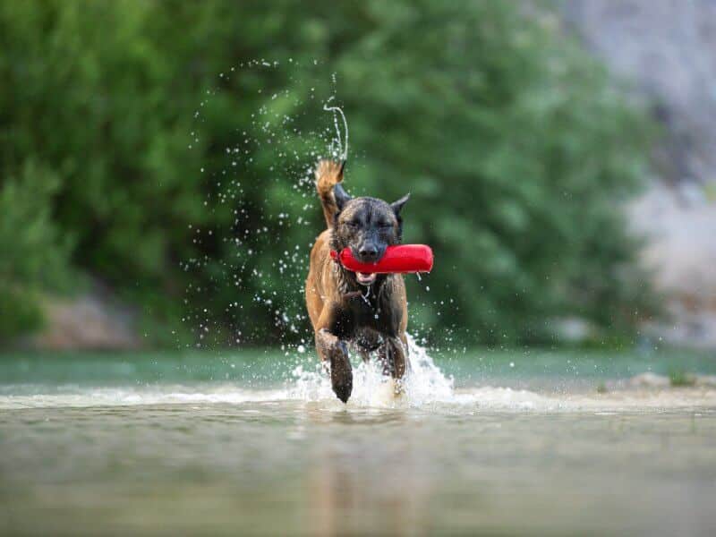 Purebred male belgian malinois shepherd dog running in the lake water with a red toy in his mouth.