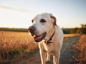 Old dog at sunset. Labrador retriever walking on footpath.