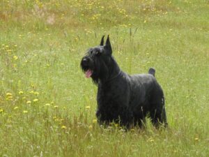 Giant Schnauzer standing in the field