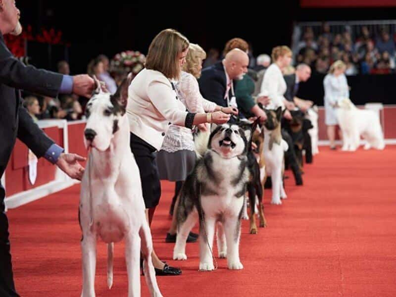 Great American Dog Show in Schaumburg - Yearly Highlights