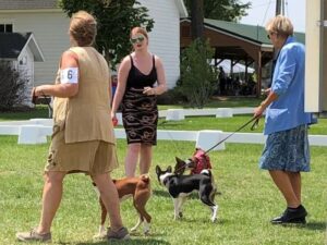 Burlington Wisconson Kennel Club 2023 Dog Show