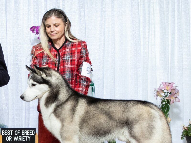 Breeder/Owner Handler Denise Hummel winning best of breed variety at a dog show
