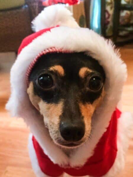 Toy Fox Terrier dog dressed in red santa suit