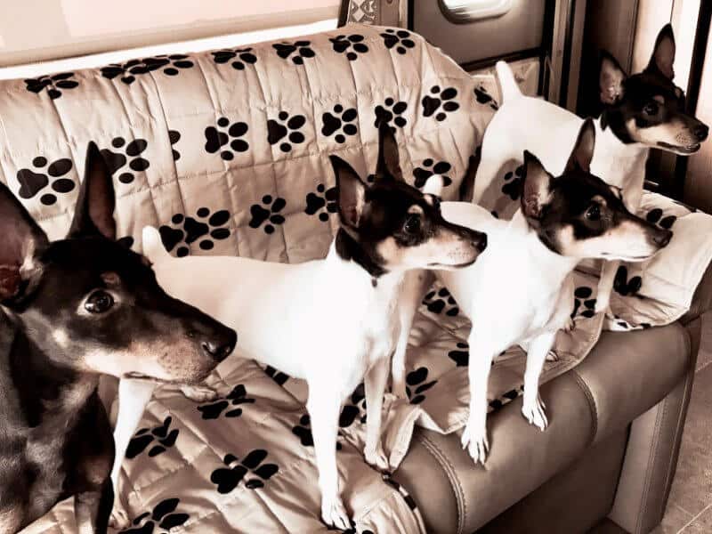 Traveling with the Toy dogs in the RV.