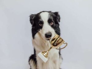 Dog holding a small golden cup in its mouth, on grey background.