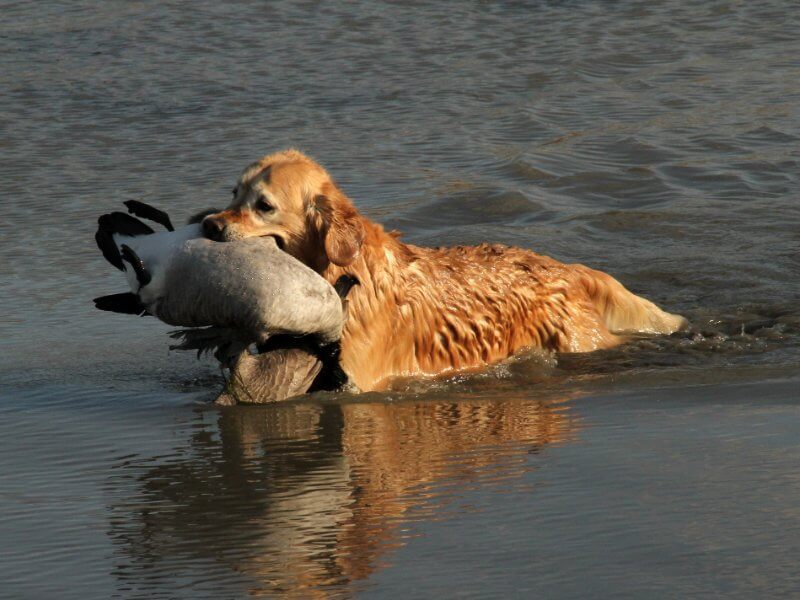 Golden Retriever retrieving a bird, in shallow water.