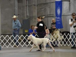 Amy Collins, with her Polleo Dogo Argentino