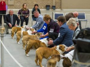 A group of Bulldogs being judged at a dog show.
