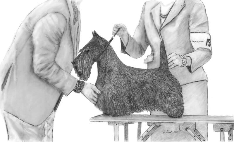 Scottish terrier on a leash with his owner.