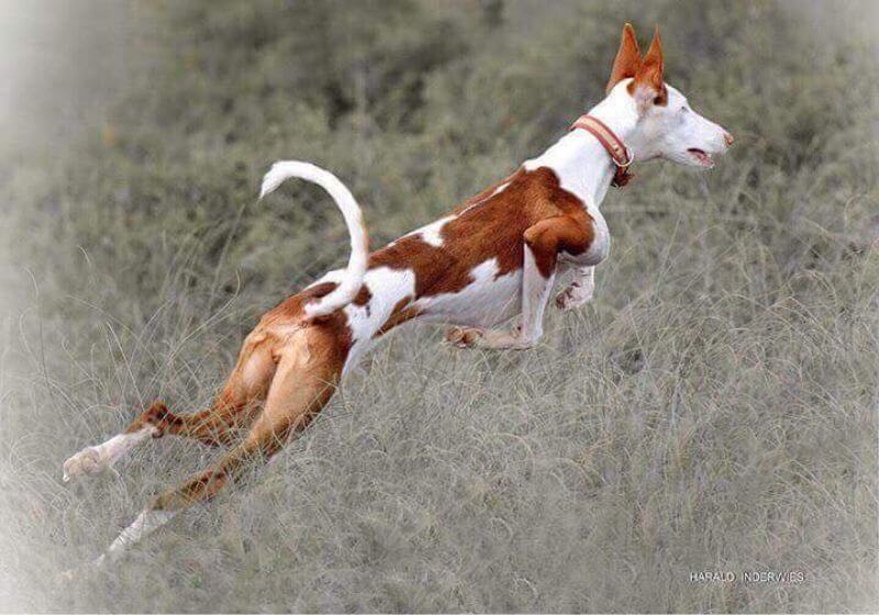Ibizan Hound running through tall grass.