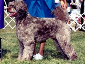 Portuguese Water Dog standing on the grass.