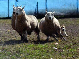 A group of sheep being chased by a Pembroke Welsh Corgi in a field.