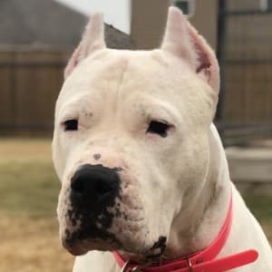 Dogo Argentino head