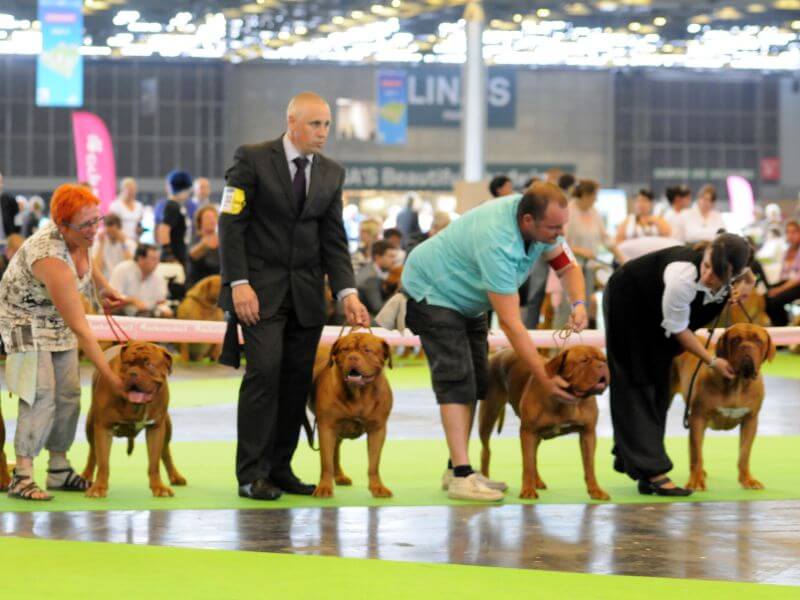 Choosing the right dog for competition.