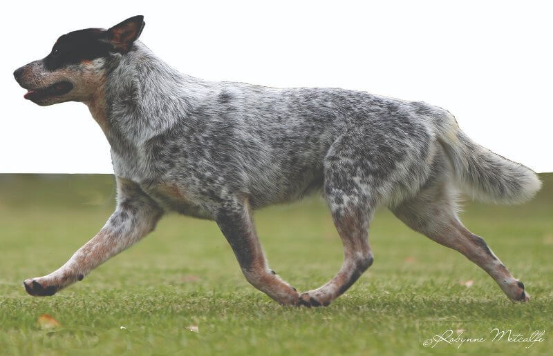 Figure 1. Australian Cattle Dog with Balanced Side Gait