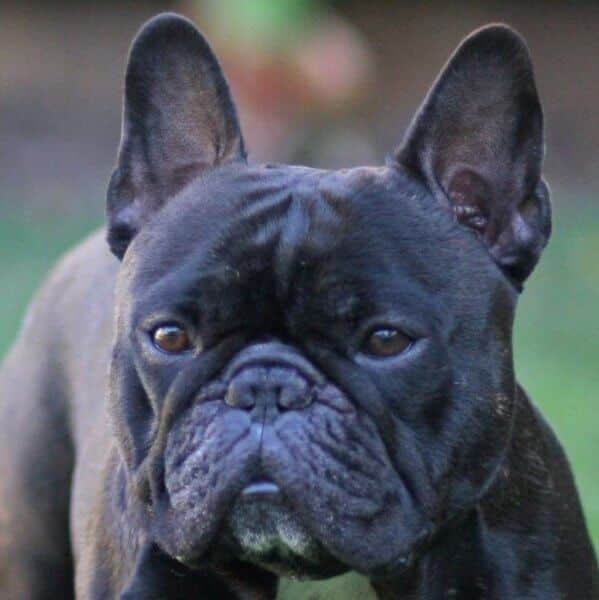 Close up head photo of a French Bulldog looking in the distance.