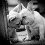 Black and white photo of two purebred French Bulldog puppies.