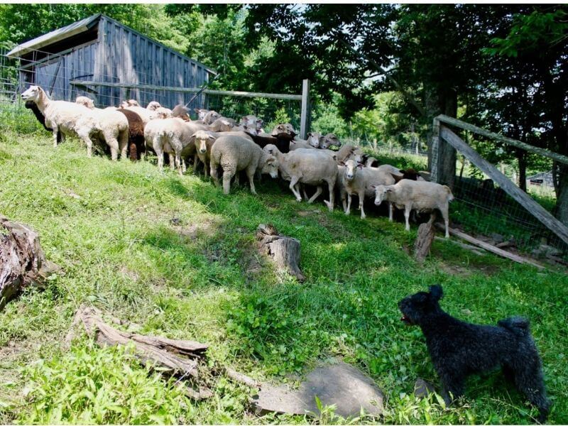 Pumik and the sheep on a farm.
