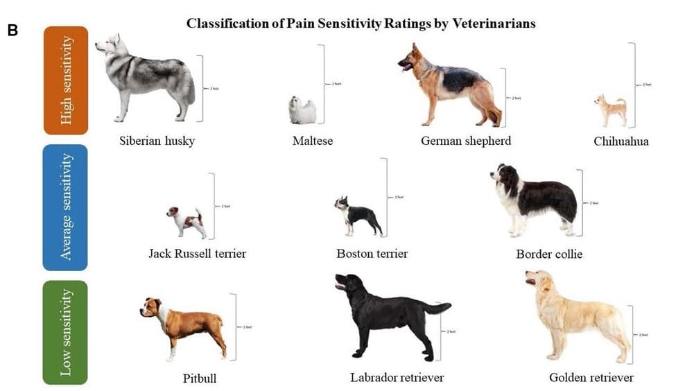 pain sensitivity in dogs