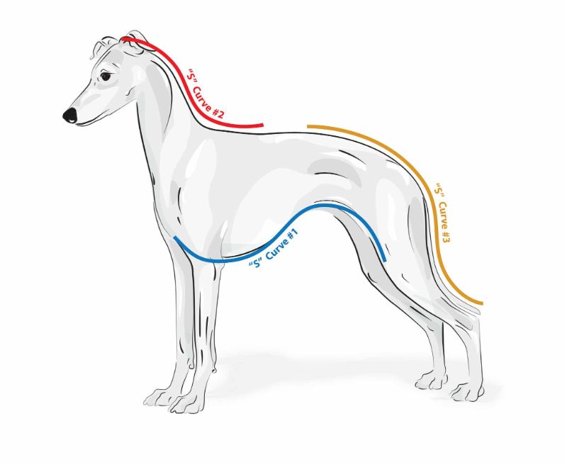 Italian Greyhound judging essentials