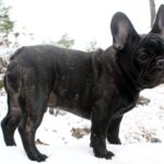Side photo of a purebred French Bulldog, Winter, outside in nature