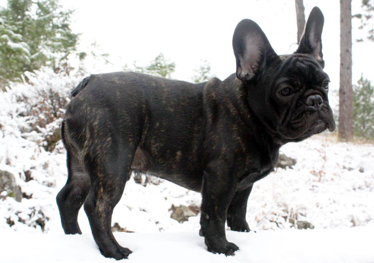 Side photo of a purebred French Bulldog, Winter, outside in nature
