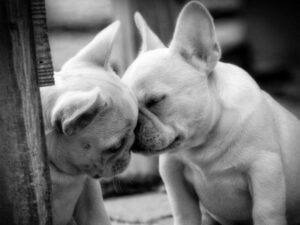 Two French Bulldogs playing together.