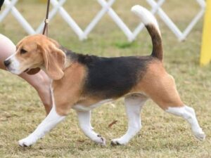 Side photo of Beagle walking on a grass.