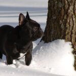 Front photo of a purebred French Bulldog standing outside in the snow.