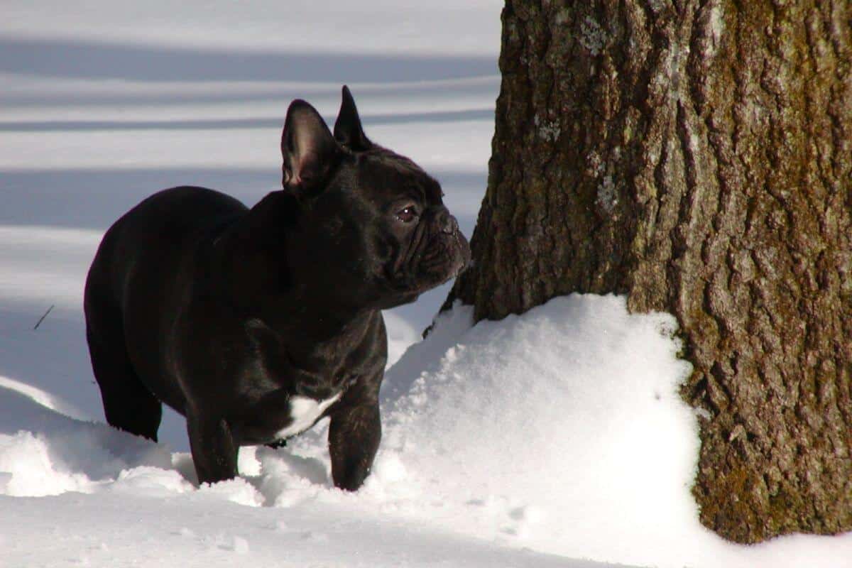 Front photo of a purebred French Bulldog standing outside in the snow.