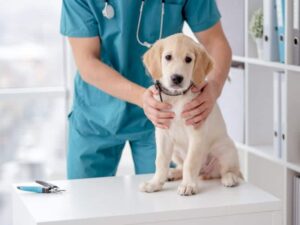 Golden Retriever puppy being examined at a Veterinary hospital.