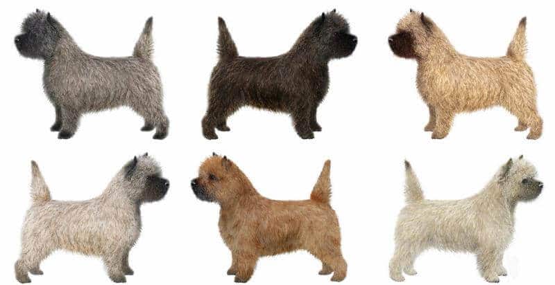 Cairn Terrier Characteristics