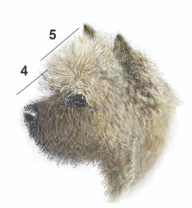 Side profile of a Cairn Terrier showing 4:5 ratio of muzzle-to-skull and the definite stop.