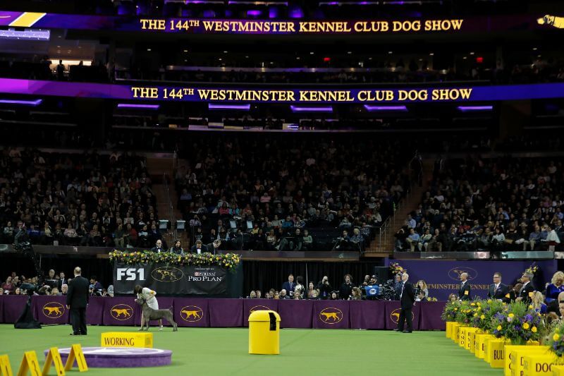 The 144th Westminster Kennel club dog show