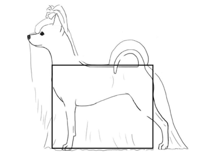 A drawing of acceptable height Biewer Terrier