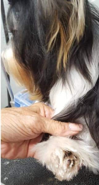 A person is holding a dog's paw to showcase Biewer Terrier color characteristics.
