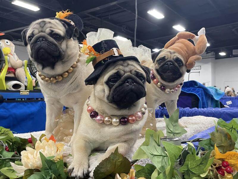 Three dressed up pugs sitting at the National Dog Show.