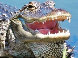 A crocodile with its mouth open in the water.