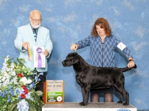 A Labrador Retriever dog standing on a podium at the dog show.