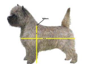 Correct Cairn body proportions show the body length from prosternum to point of buttocks to be 50% greater than the height at the withers.