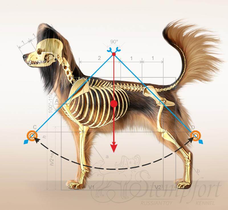 Diagram of the biomechanics of the Russian Toy.