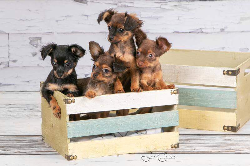 A litter of Russian Toy puppies in various colors.