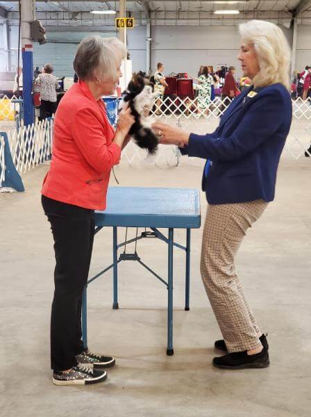 A woman is showing a Biewer Terrier to a judge at the dog show.