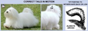 Coton de Tulear tail standards