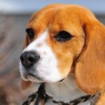 Close-up head photo of a Beagle.