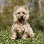 Cairn Terrier sitting in the grass surrounded by colorful flowers.