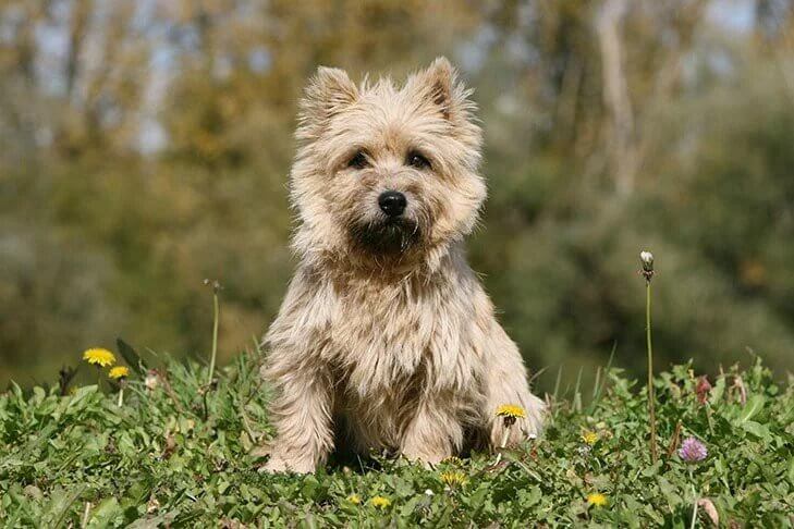 Cairn Terrier sitting in the grass surrounded by colorful flowers.