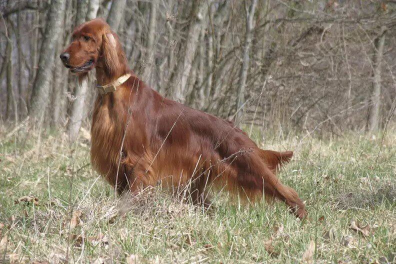 Red Irish Setter standing and looking away from the camera.