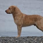 Side photo of Chesapeake Bay Retriever standing on a rocky beach, with water in the background.